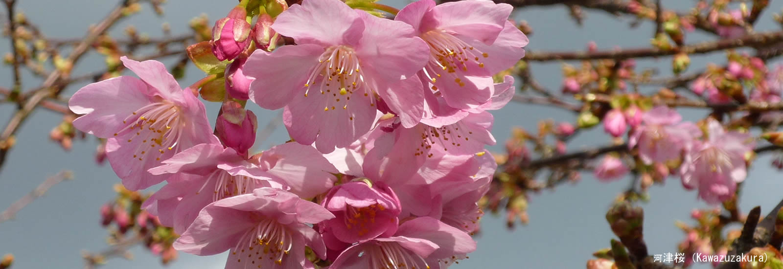 河津桜